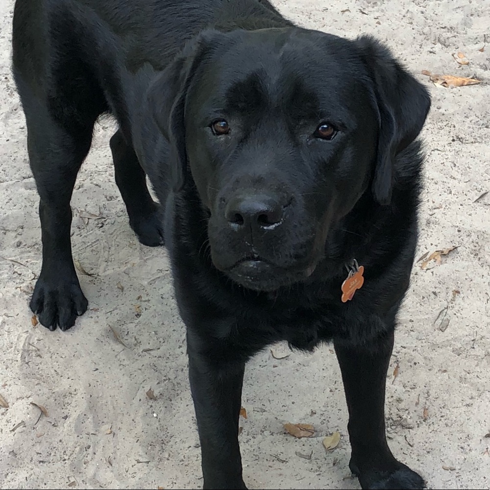 Meet your Posher, Susan